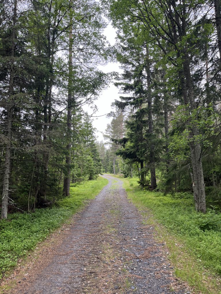 En smal grusväg i skogen.
